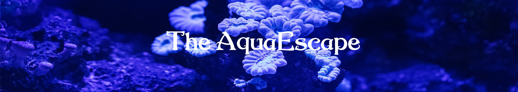 The AquaEscape
